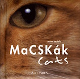 Adriano Bacchella: Macskák / Cats